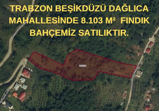 TRABZON BEŞİKDÜZÜ DAĞLICA MAHALLESİNDE 8.103 M²  FINDIK BAHÇEMİZ SATILIKTIR. - TRABZON BEŞİKDÜZÜ fotoğraf 7